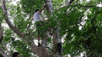 Una persona escalando un árbol.