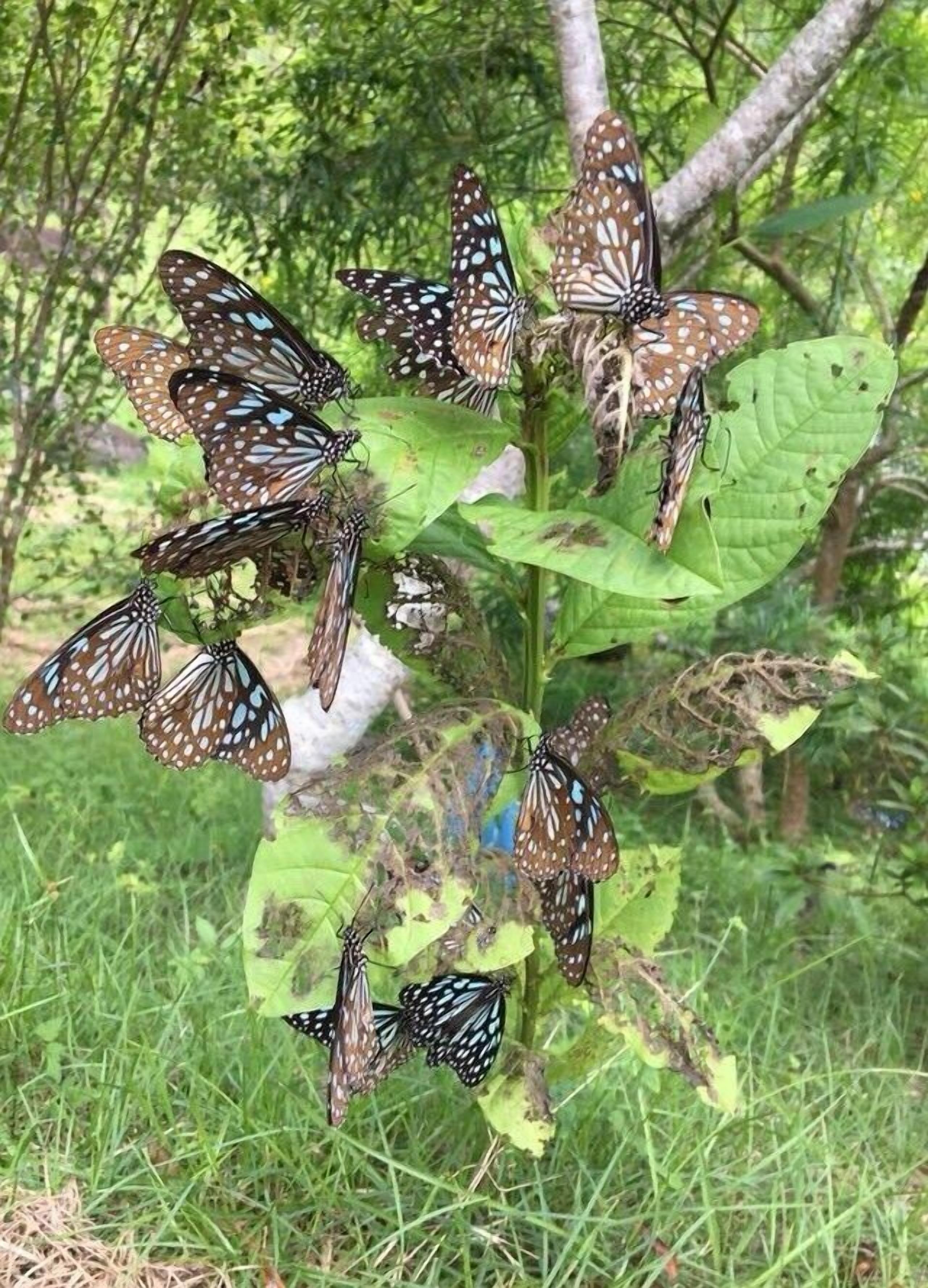Un grupo de mariposas sobre una planta con hojas verdes y un tronco de árbol al fondo.