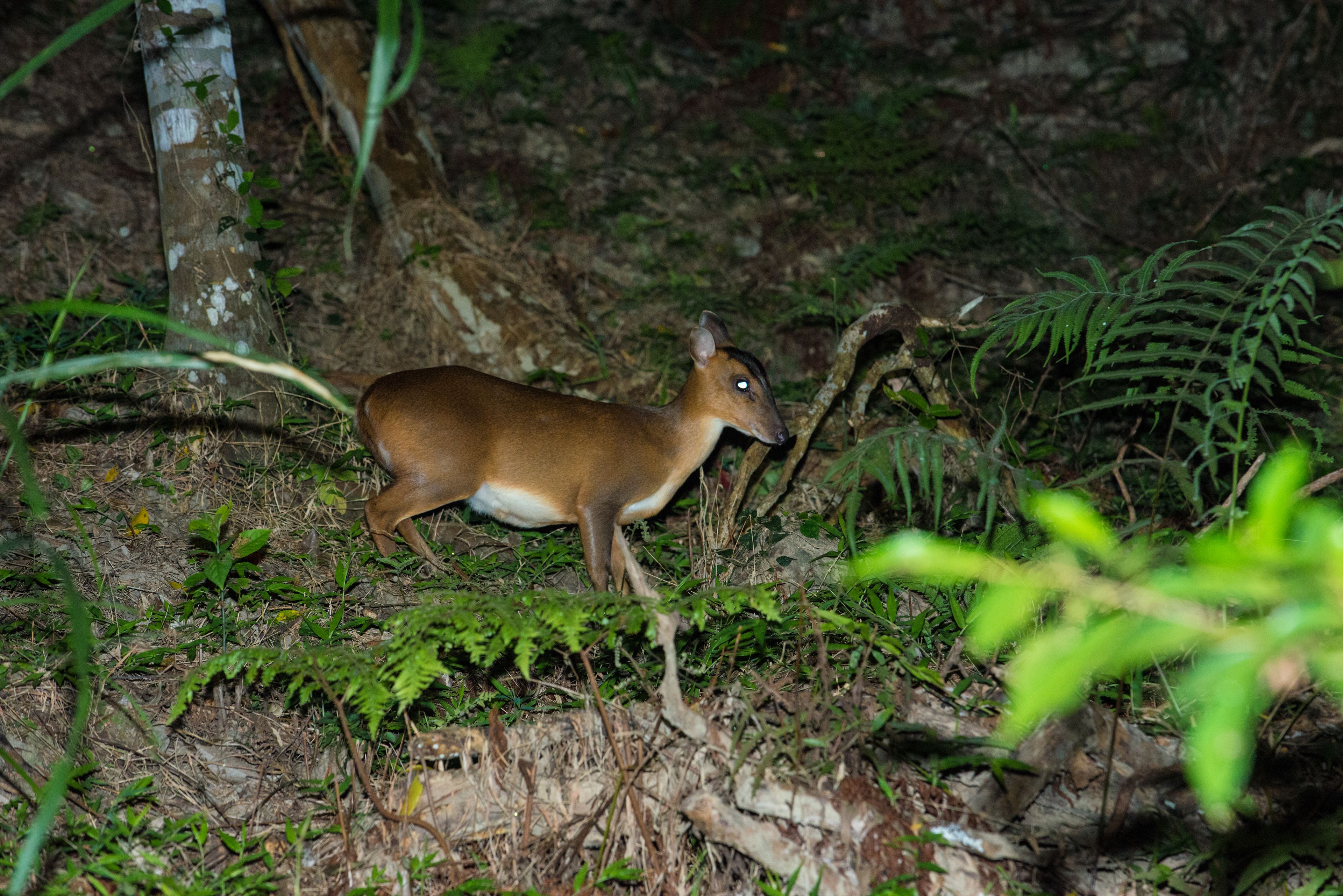A deer in a forested area with dense foliage and a fallen tree trunk.