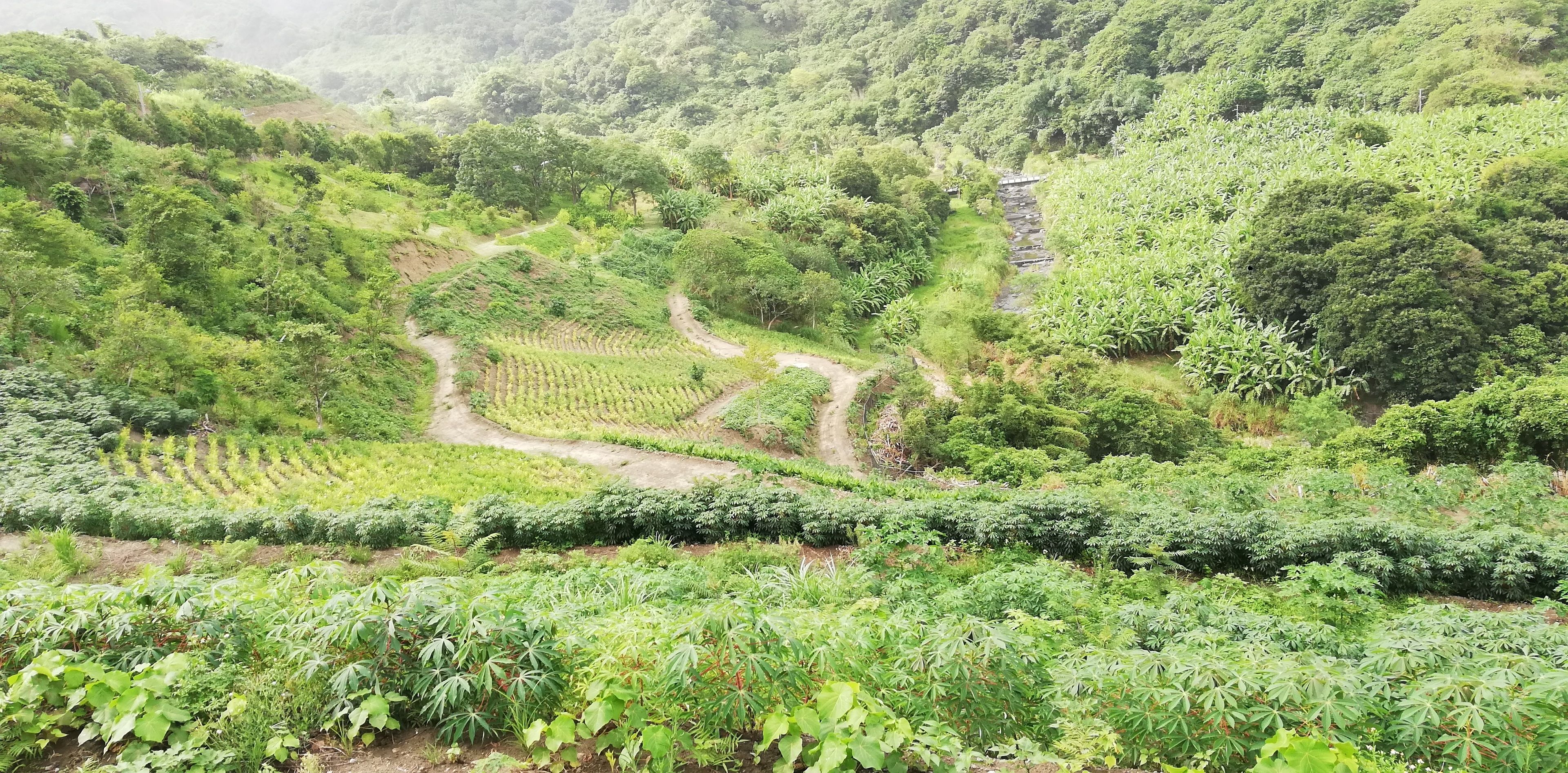A lush green landscape with terraced fields and a winding path.