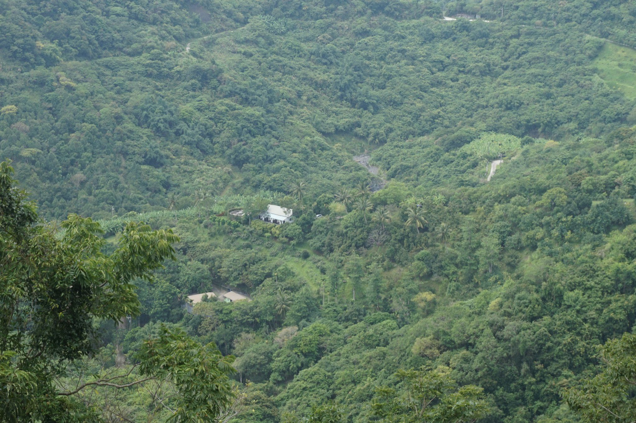 A lush green landscape with a white building surrounded by dense vegetation.
