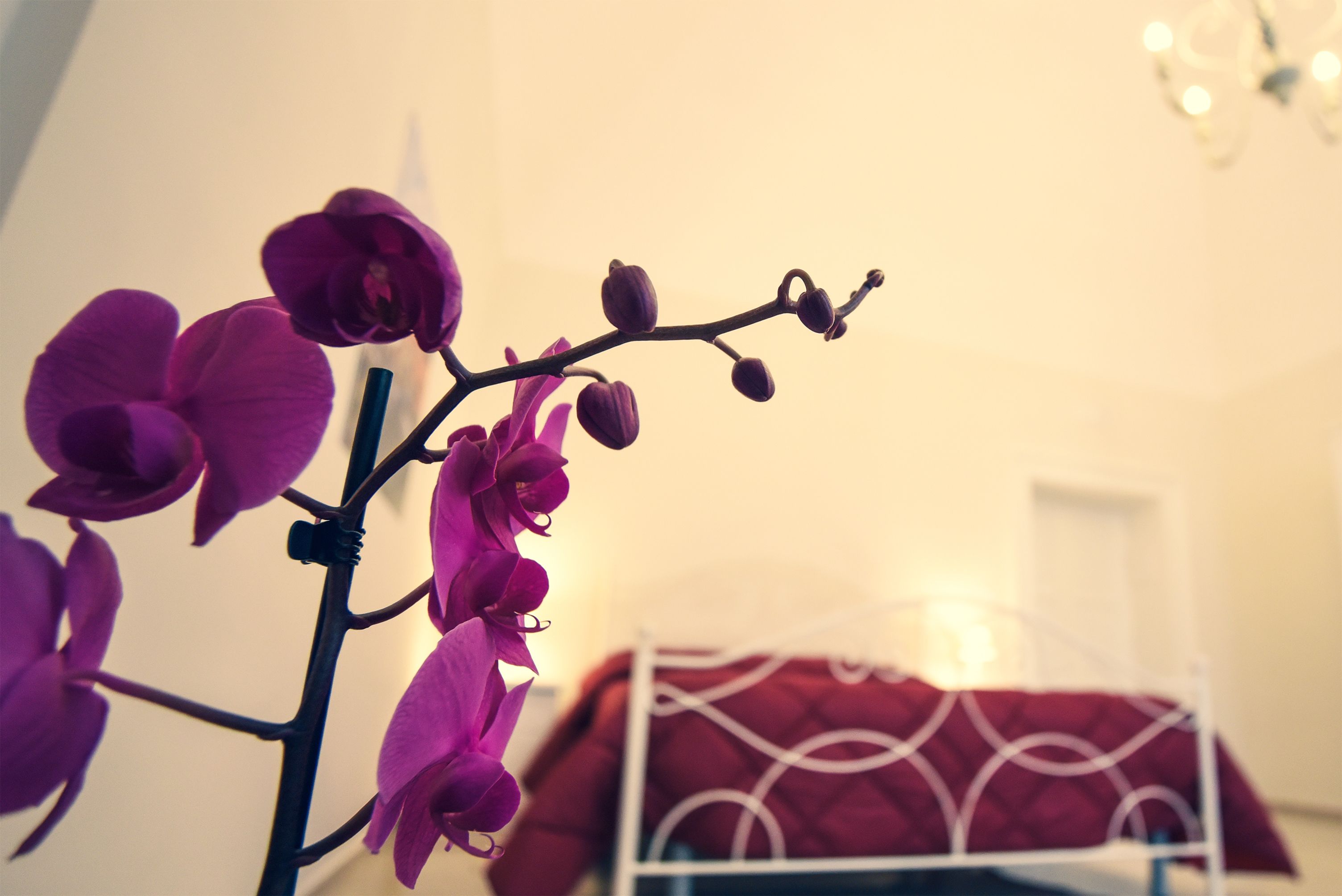 Una cama con una colcha de diseño rojo y blanco en una habitación con pared blanca y candelabro.