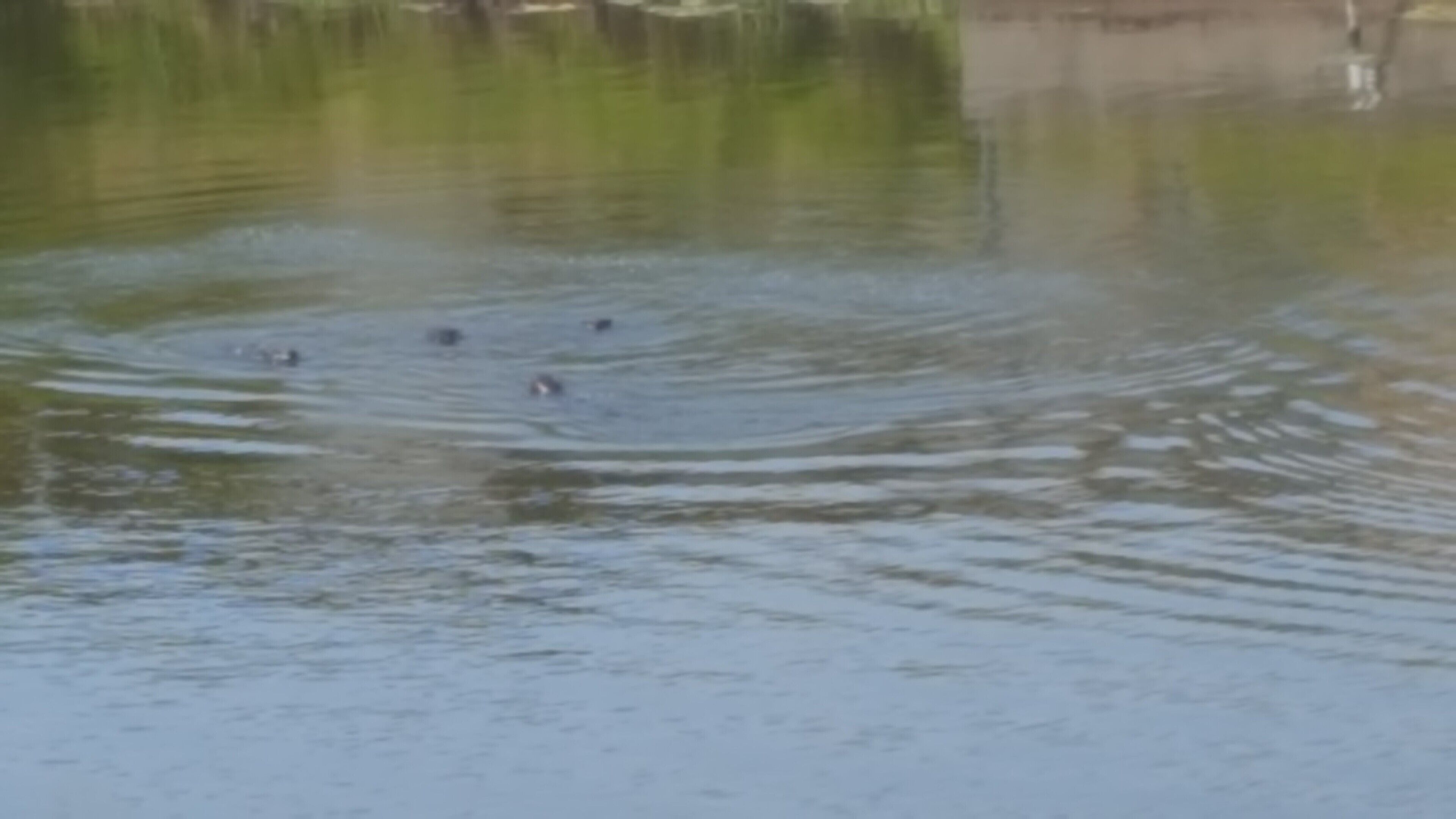 Une étendue d’eau calme, légèrement agitée par de petites vagues, où quelques canards nagent.