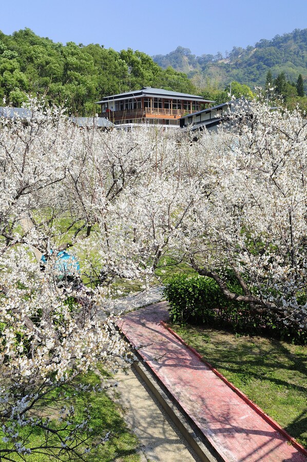 Un edifici de disseny modern, envoltat de cirerers en flor.