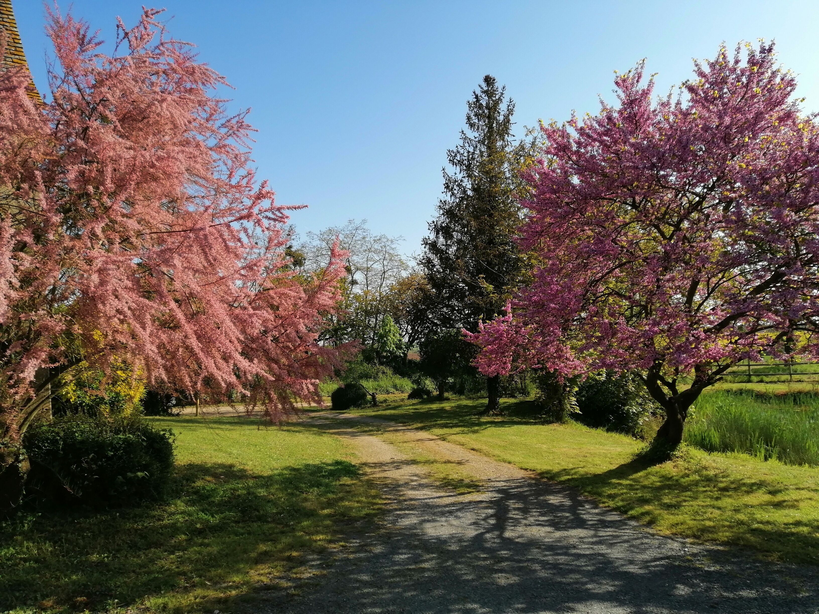 Ein Weg in einem Park, gesäumt von Kirschbäumen.