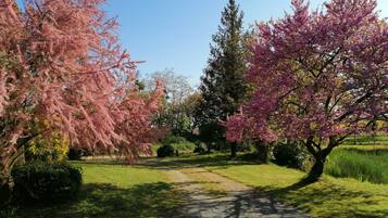 Ein Weg in einem Park, gesäumt von Kirschbäumen.