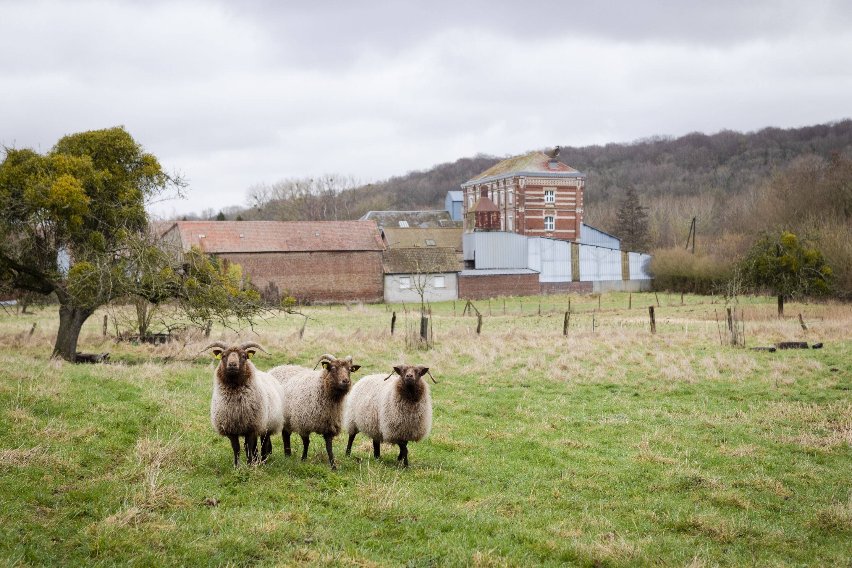 Un paisaje rural con un campo, algunos árboles y un edificio al fondo.
