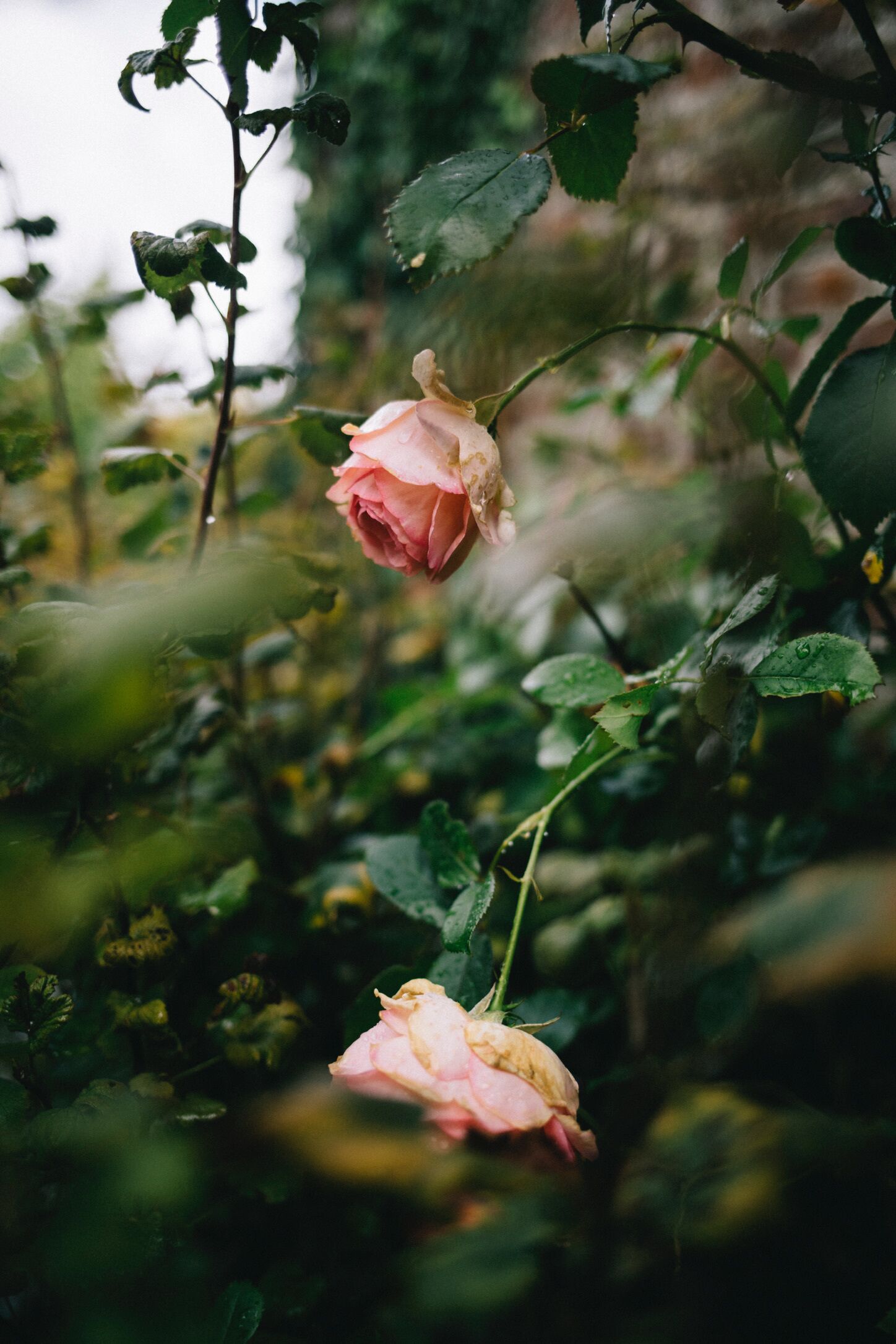 A rose bush with partially open pink roses.