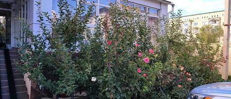 Comfort-Doppelzimmer | Terrasse/Patio