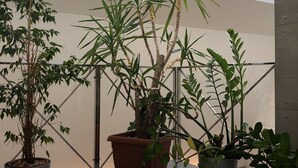 Una habitación con tragaluces, plantas en macetas y suelo de baldosas.
