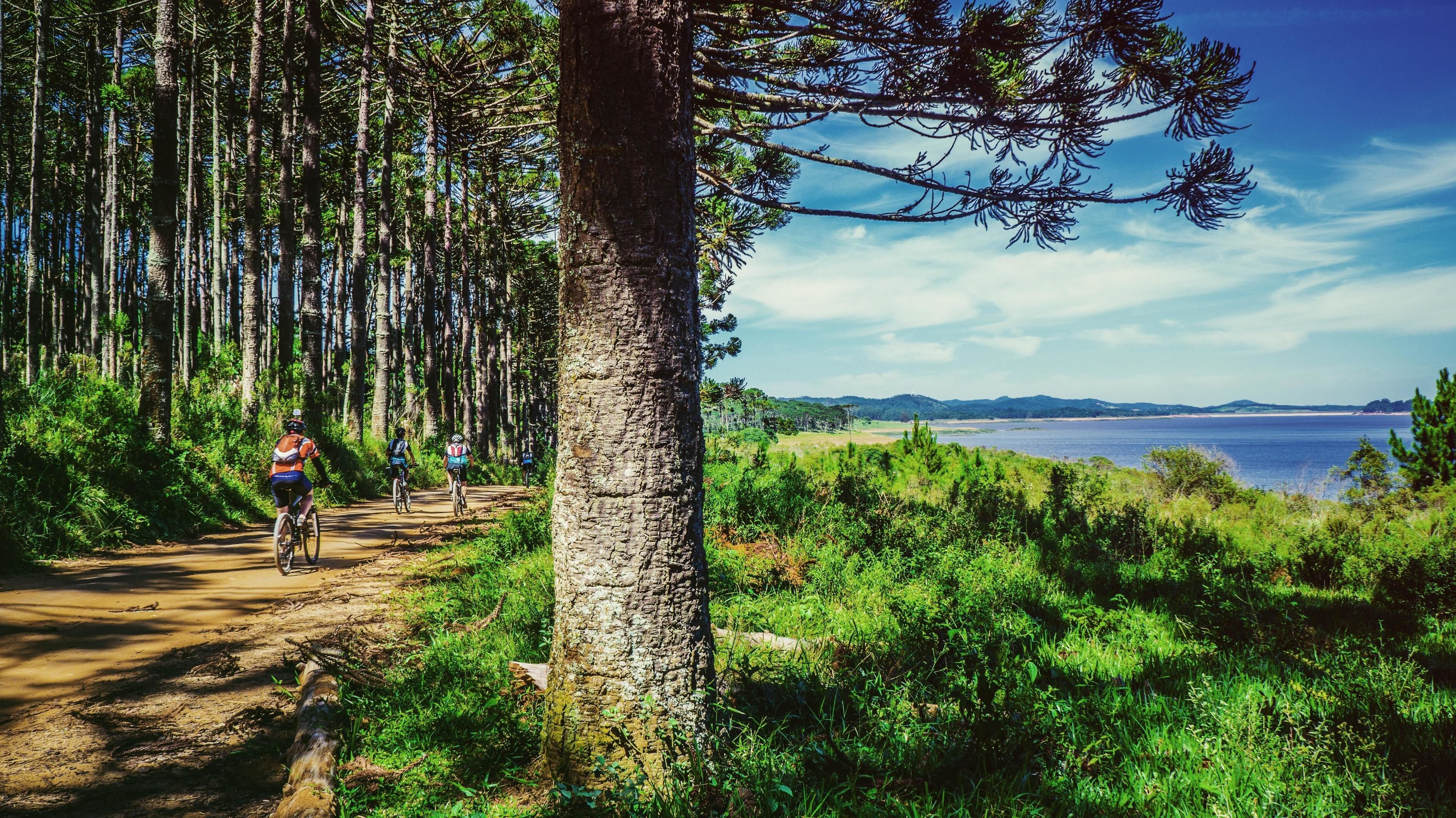 A dirt path with cyclists, surrounded by tall trees and a view of a body of water.