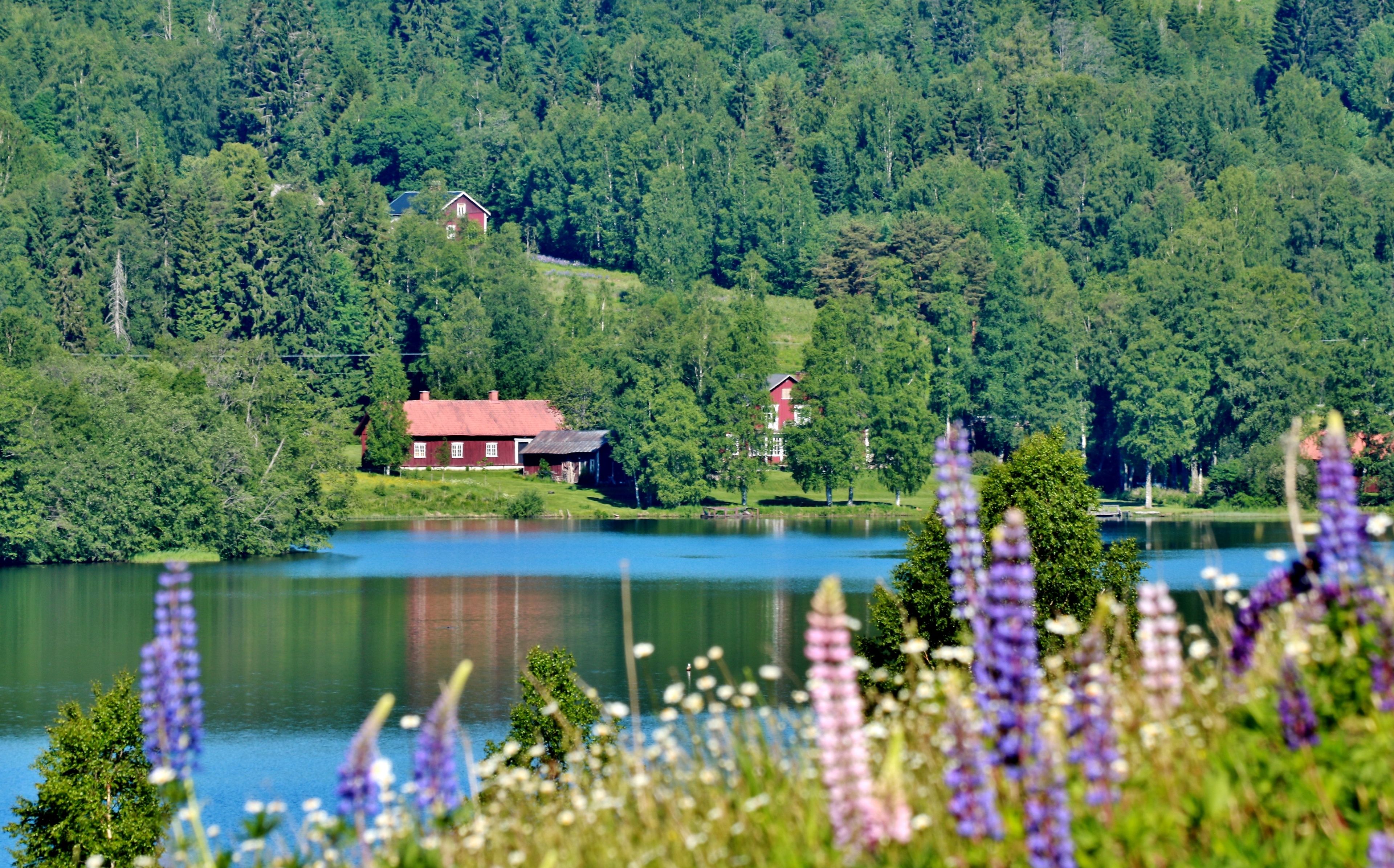 Une vue paisible sur un lac, avec une maison rouge entourée d’une végétation luxuriante et de fleurs sauvages.