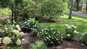 En trädgård med hortensia-buskar och en gång av tegelstenar.