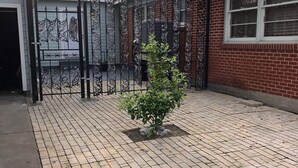 A paved courtyard with a metal gate, a brick building, and a small tree. - Relax in Galveston, Texas! (Galveston)