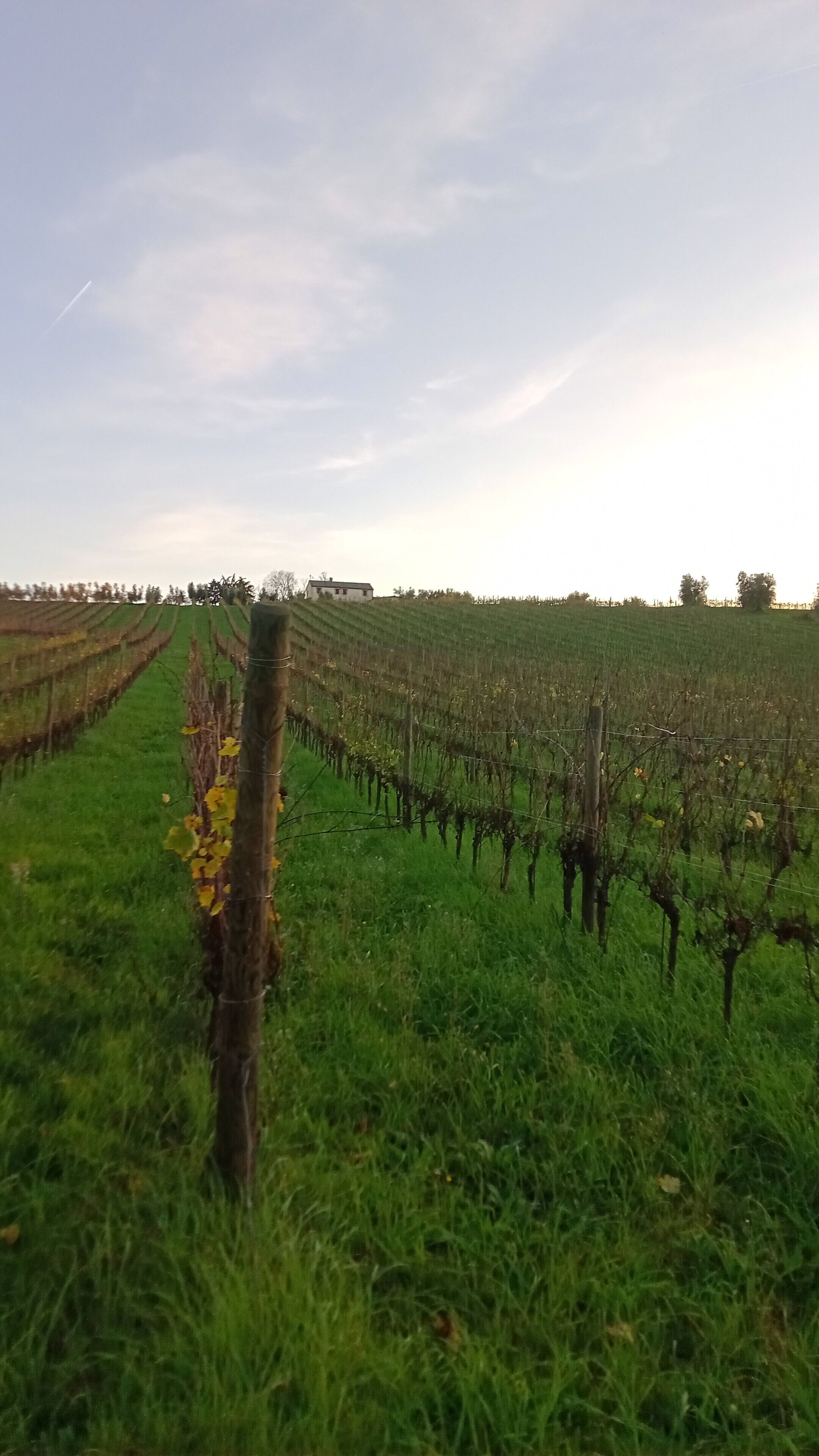 A vineyard with rows of grapevines and a grassy field.