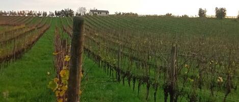 A vineyard with rows of grapevines and a grassy field.