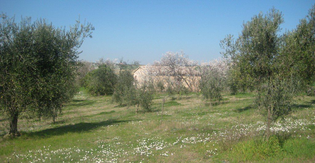 A rural landscape with olive trees, a building in the background, and a clear sky.