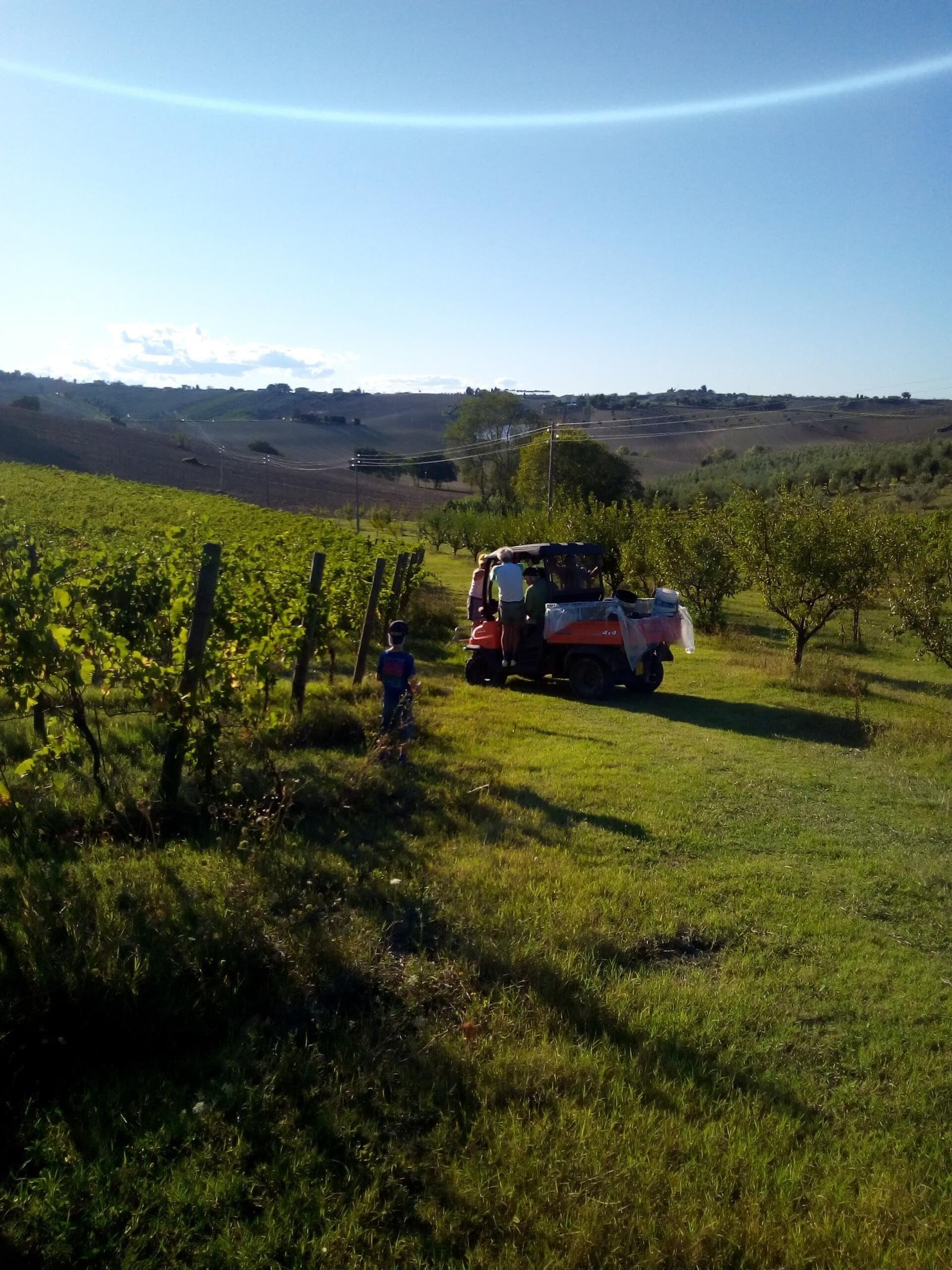 A vineyard with a parked vehicle and a child playing in the foreground.