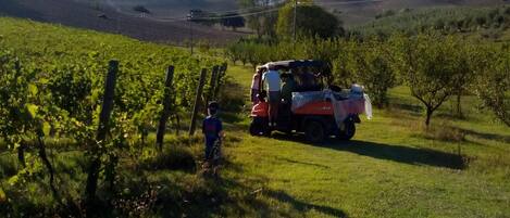 A vineyard with a parked vehicle and a child playing in the foreground.