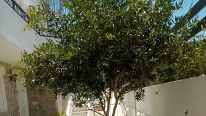 Un espace extérieur ensoleillé, avec des fauteuils blancs, un petit arbre et un mur en pierre.