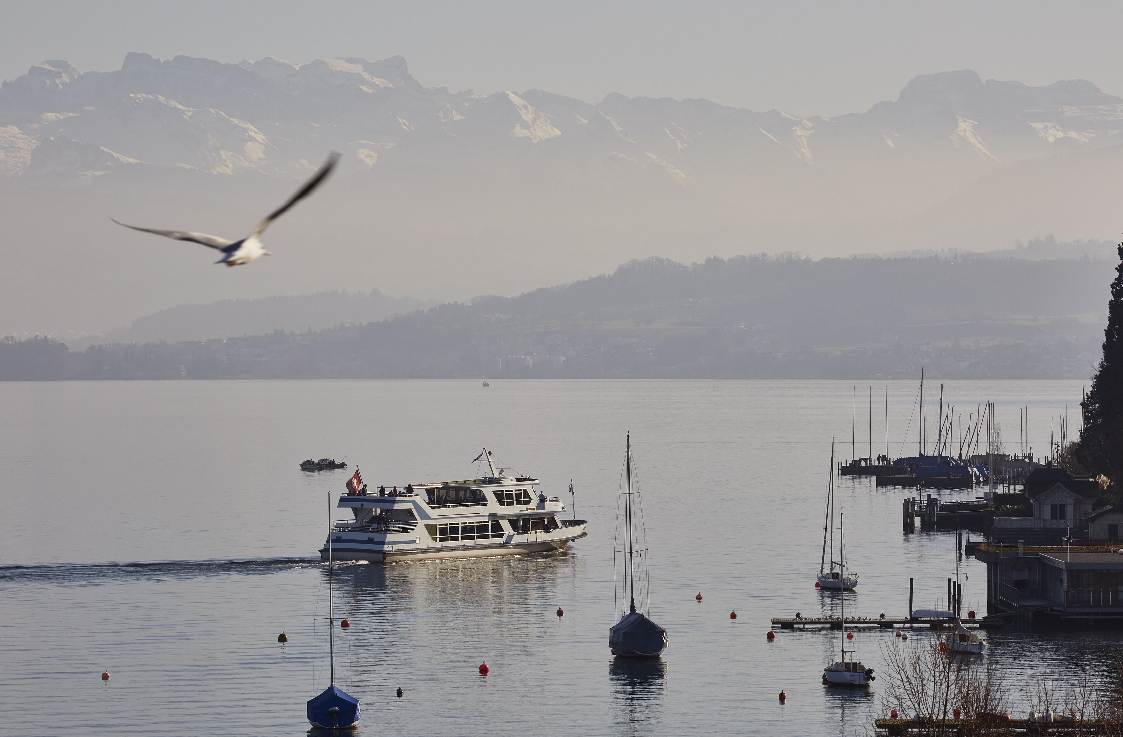 A marina with boats, a sailboat, and a seagull flying over the water.