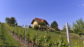 Bodega de vino