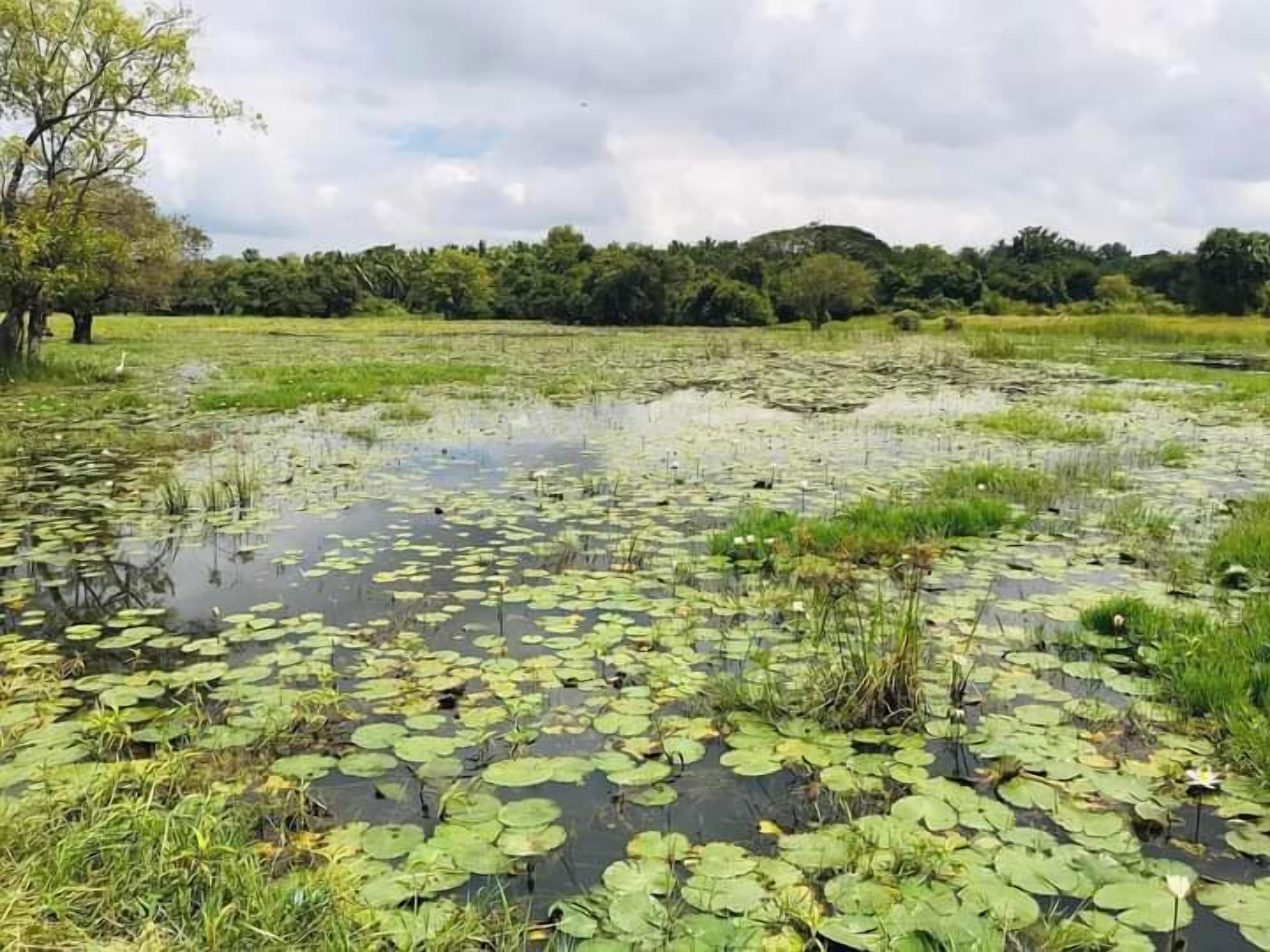 Natural pool