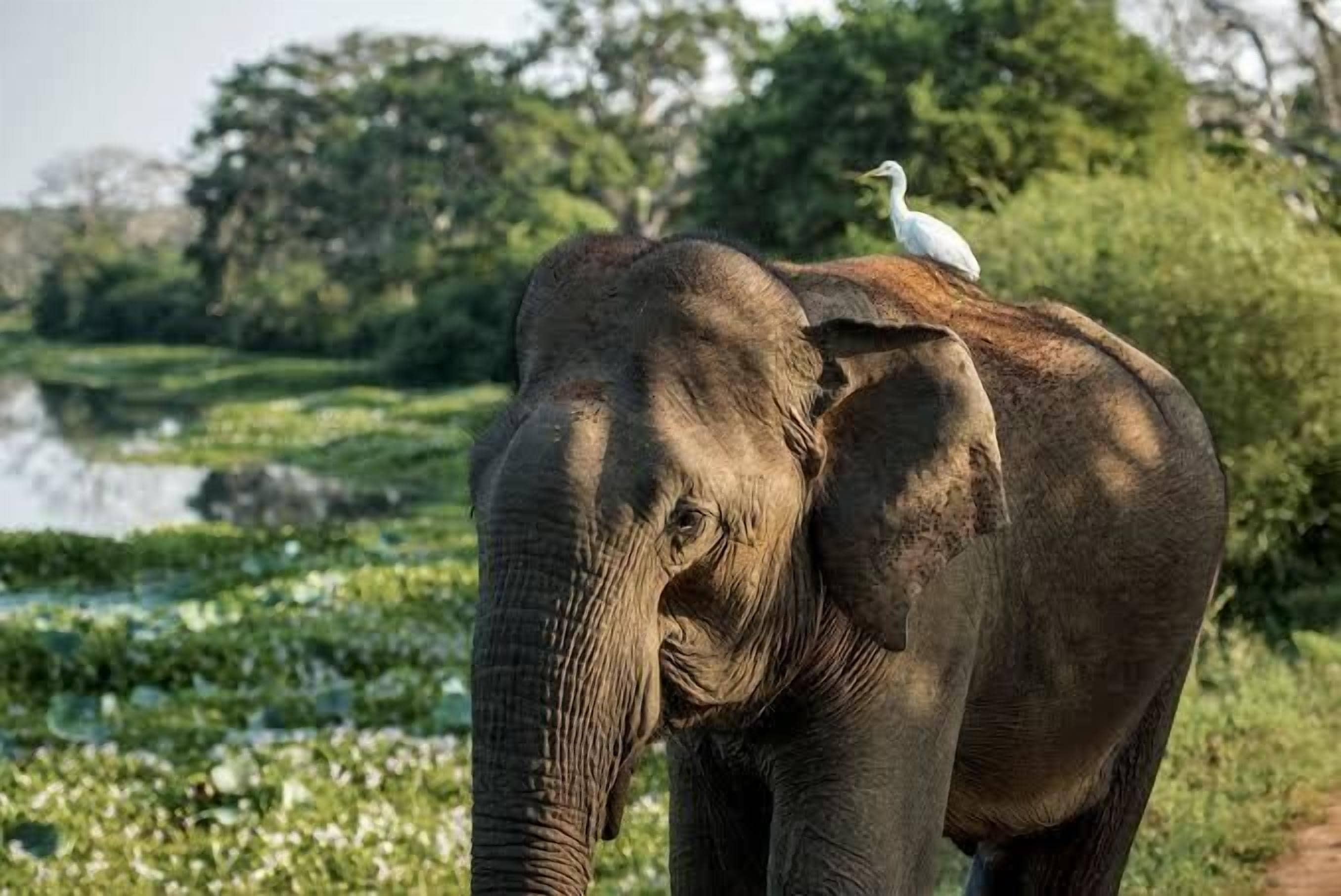 An elephant with a bird on its back in a natural setting.