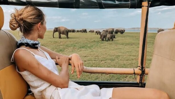 Une personne à bord d’un véhicule de safari, observant des éléphants dans un champ herbeux.