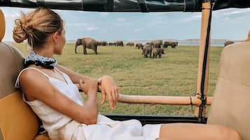 Safari