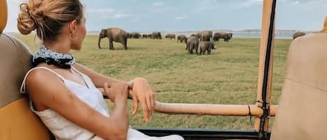 Safari