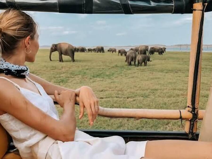 Safari