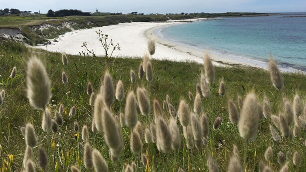 Un paysage côtier avec une plage de sable, un premier plan herbeux et un ciel dégagé.