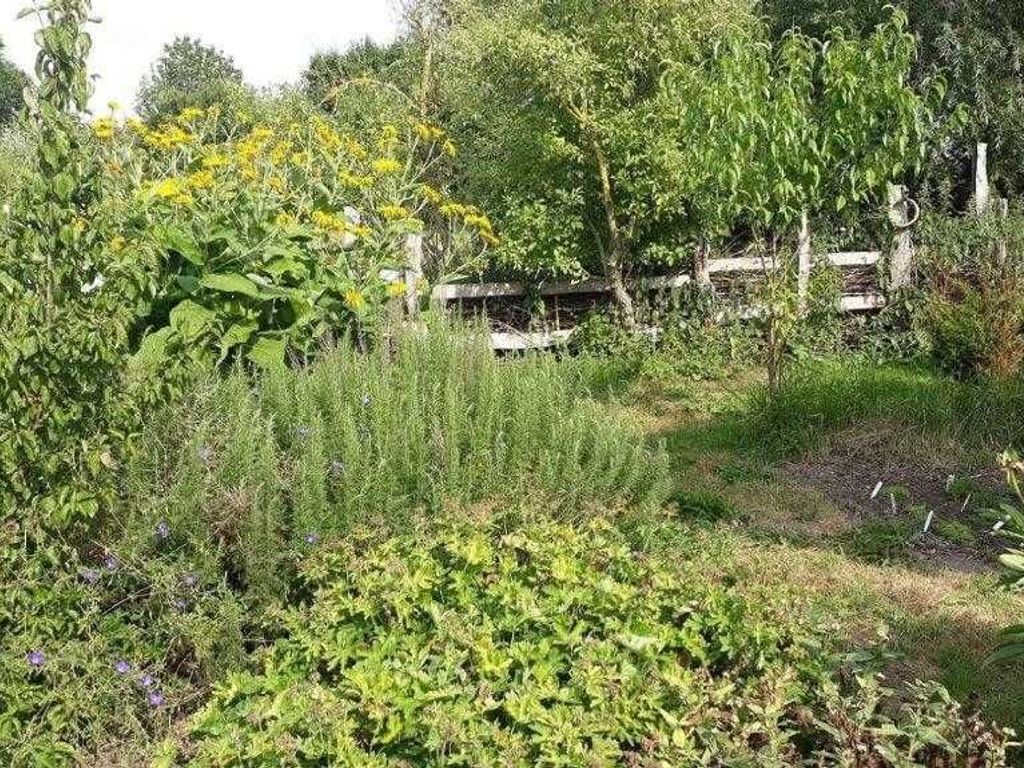 Un jardin avec différentes sortes de plantes et une clôture en bois.