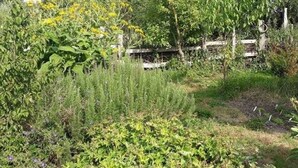 A garden with various plants and a wooden fence.