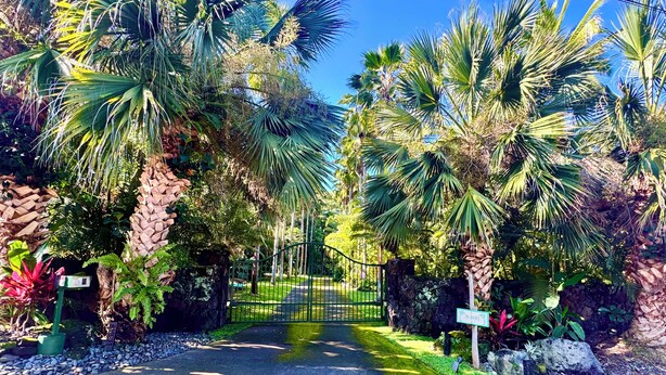 A tropical garden with a paved pathway leading to a gated entrance.