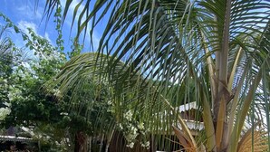 A tropical garden with palm trees, a stone pathway, and a wooden deck. - La Case Bois Creoles (the sea) (Albion)