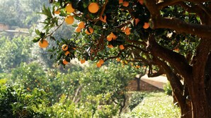 An orchard with orange trees bearing fruit. - Sono Calm Jeju (Seogwipo)