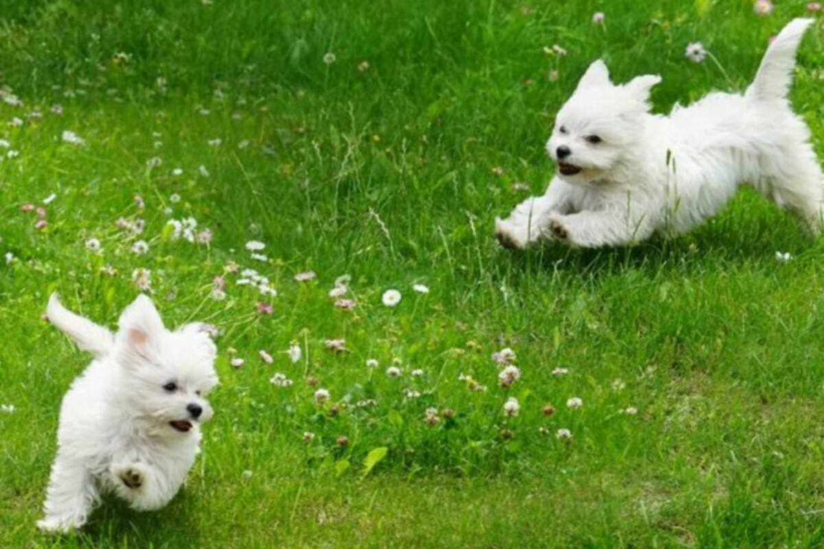 Drei weiße Hunde toben auf einer grünen Wiese.