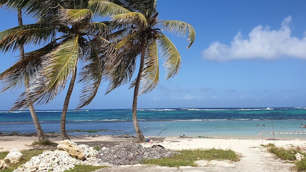 A beach with palm trees, clear blue water, and a sandy shore. - duplex apartment on two floors with panoramic sea views (Le Moule)