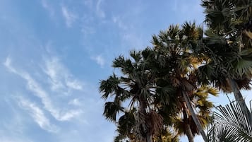 A clear sky with scattered clouds and tall palm trees.