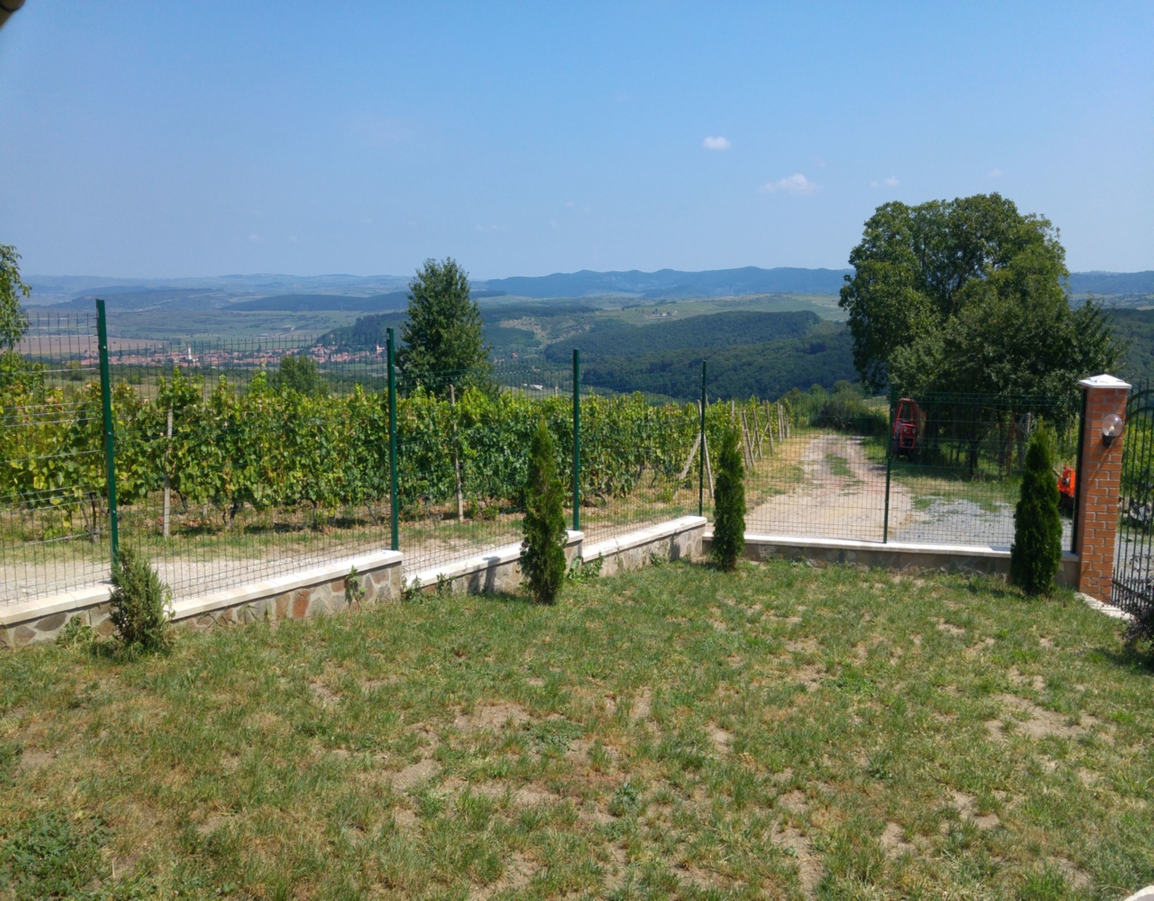 A vineyard with rows of grapevines, a fenced area, and a distant view of hills and a town.