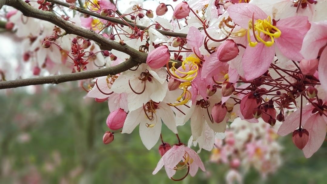 Zona de parrillas o pícnic