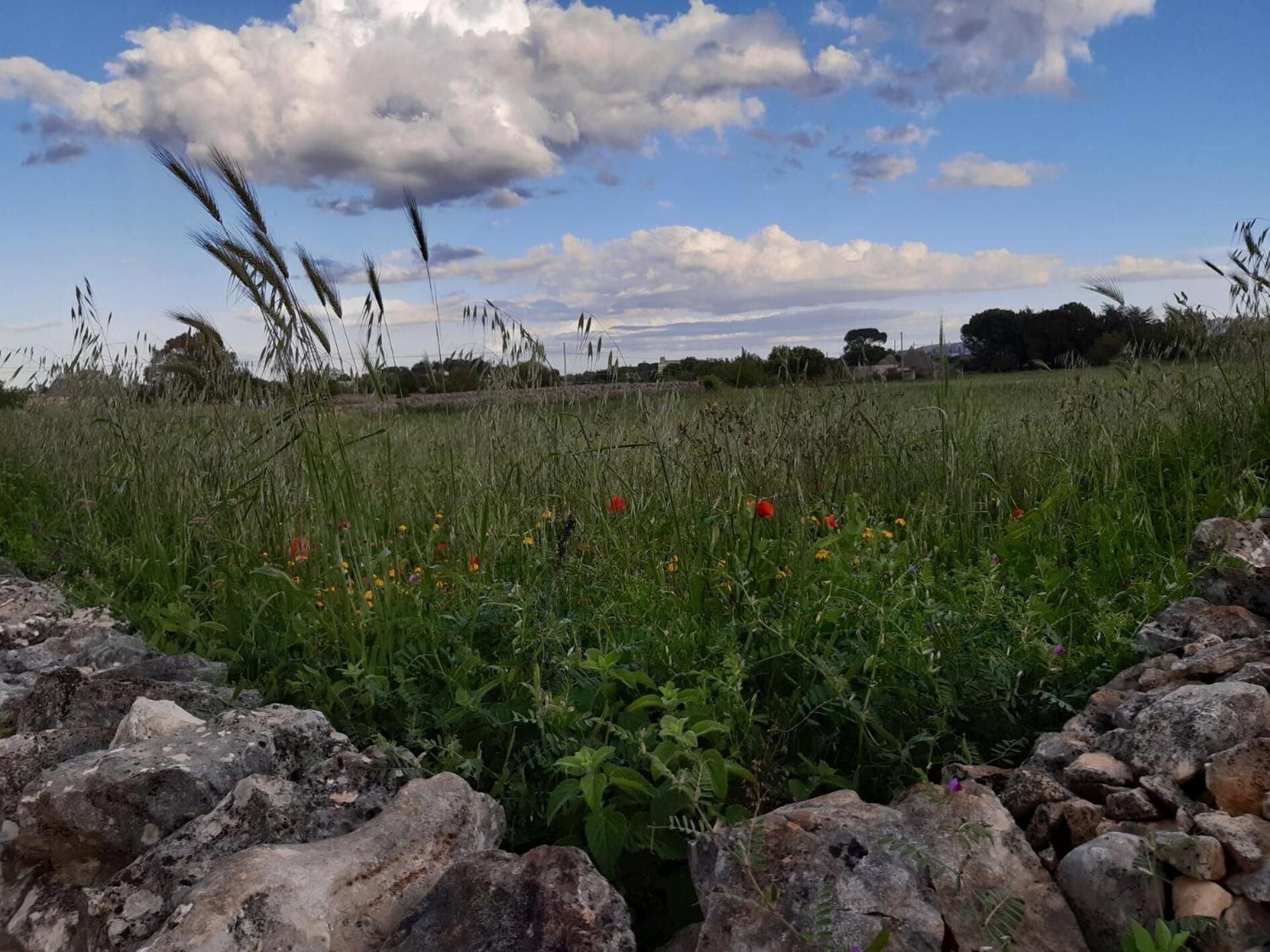 Un campo con pastos altos y flores silvestres dispersas, un muro de piedra al frente y un cielo parcialmente nublado.