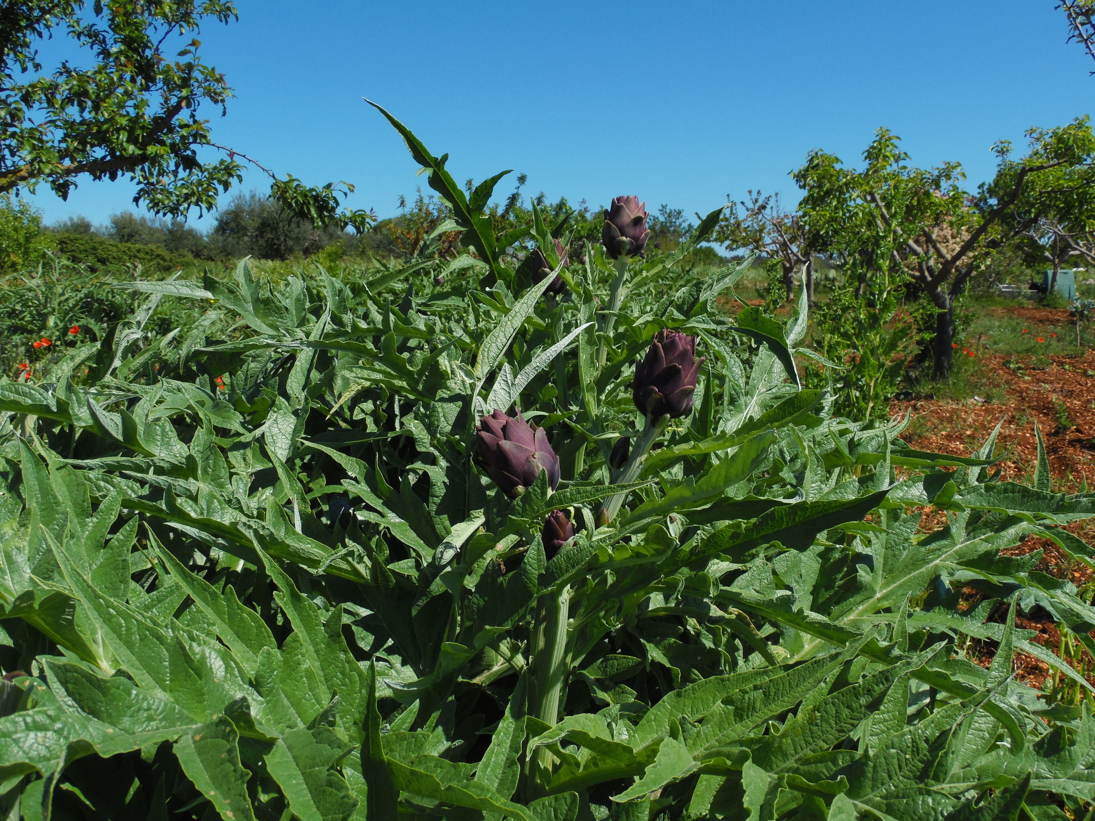 A garden with green foliage and purple flowers.