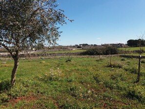 A rural landscape with a tree, grassy field, and stone wall. - Trulli sotto La Cupa (Martina Franca)