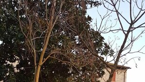 حديقة