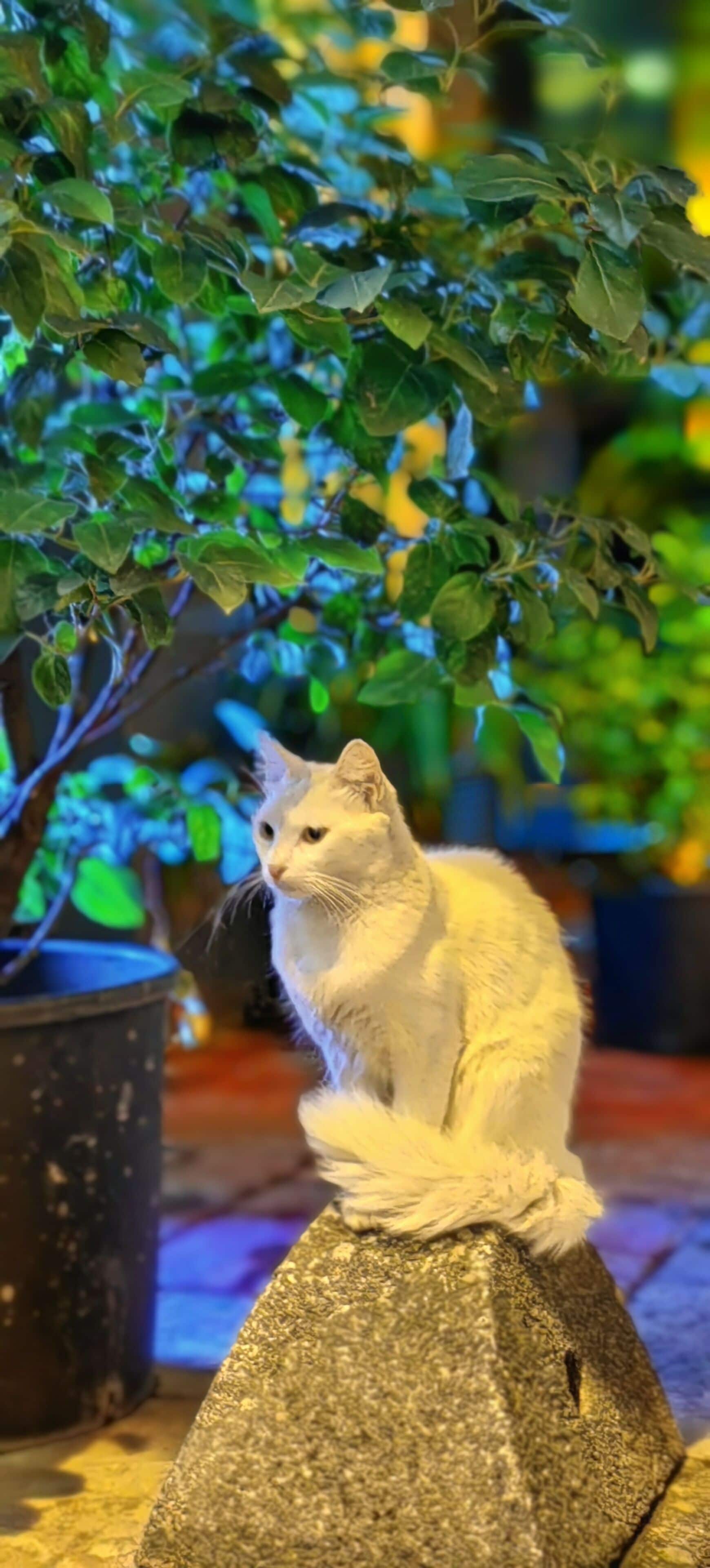 Foto - taksim diamond hotel