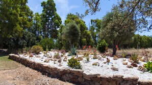 A garden with various plants and trees, a stone wall, and a clear sky. - Villa Arzilla Sardegna (Alghero)