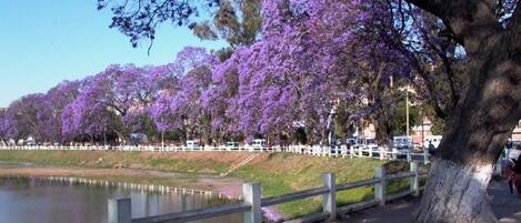 Um parque com lago, árvores com flores roxas e uma cerca branca.